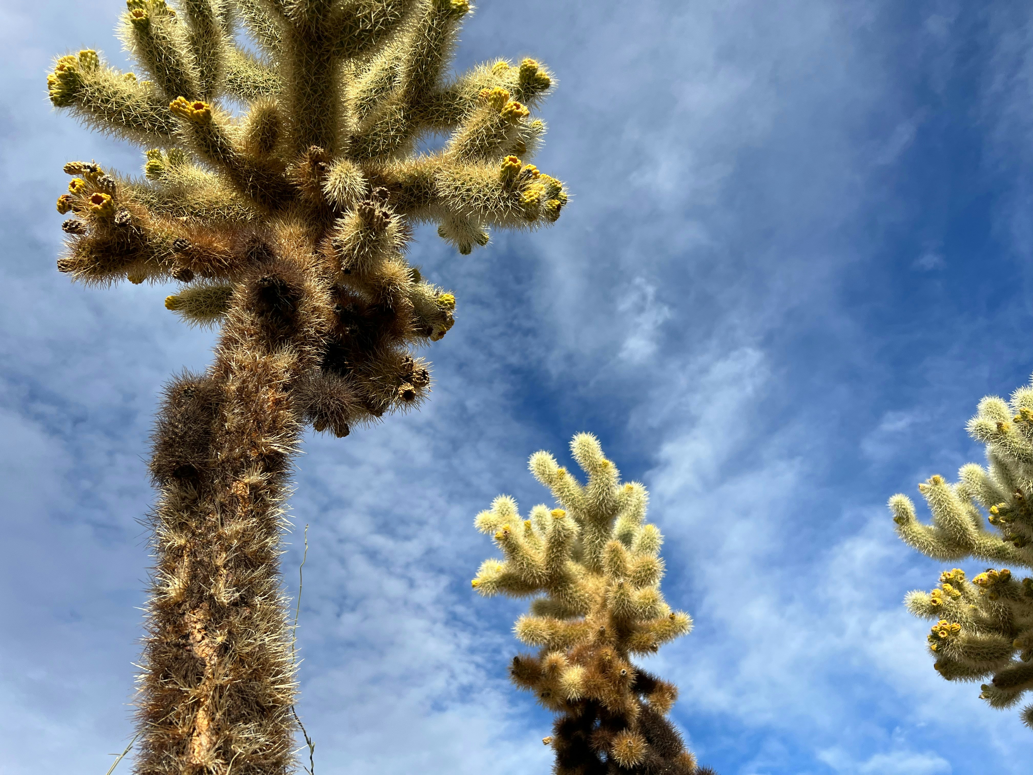 Ocotillo Dog Park