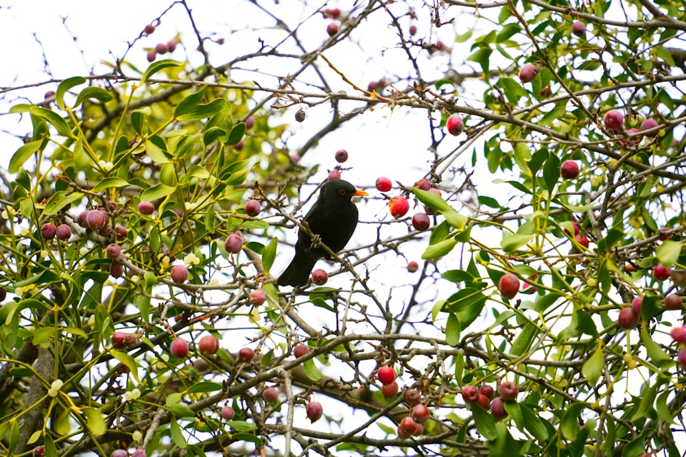 a black bird sitting on top of a tree filled with fruit