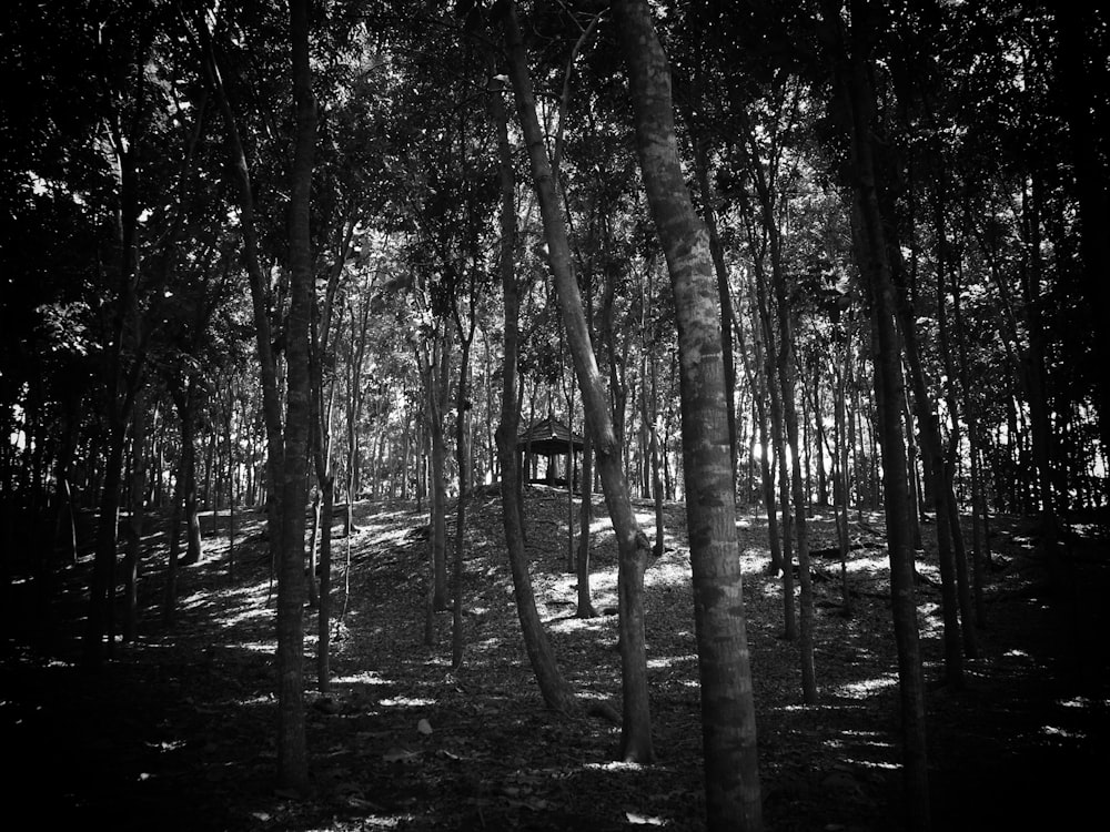 a black and white photo of a wooded area