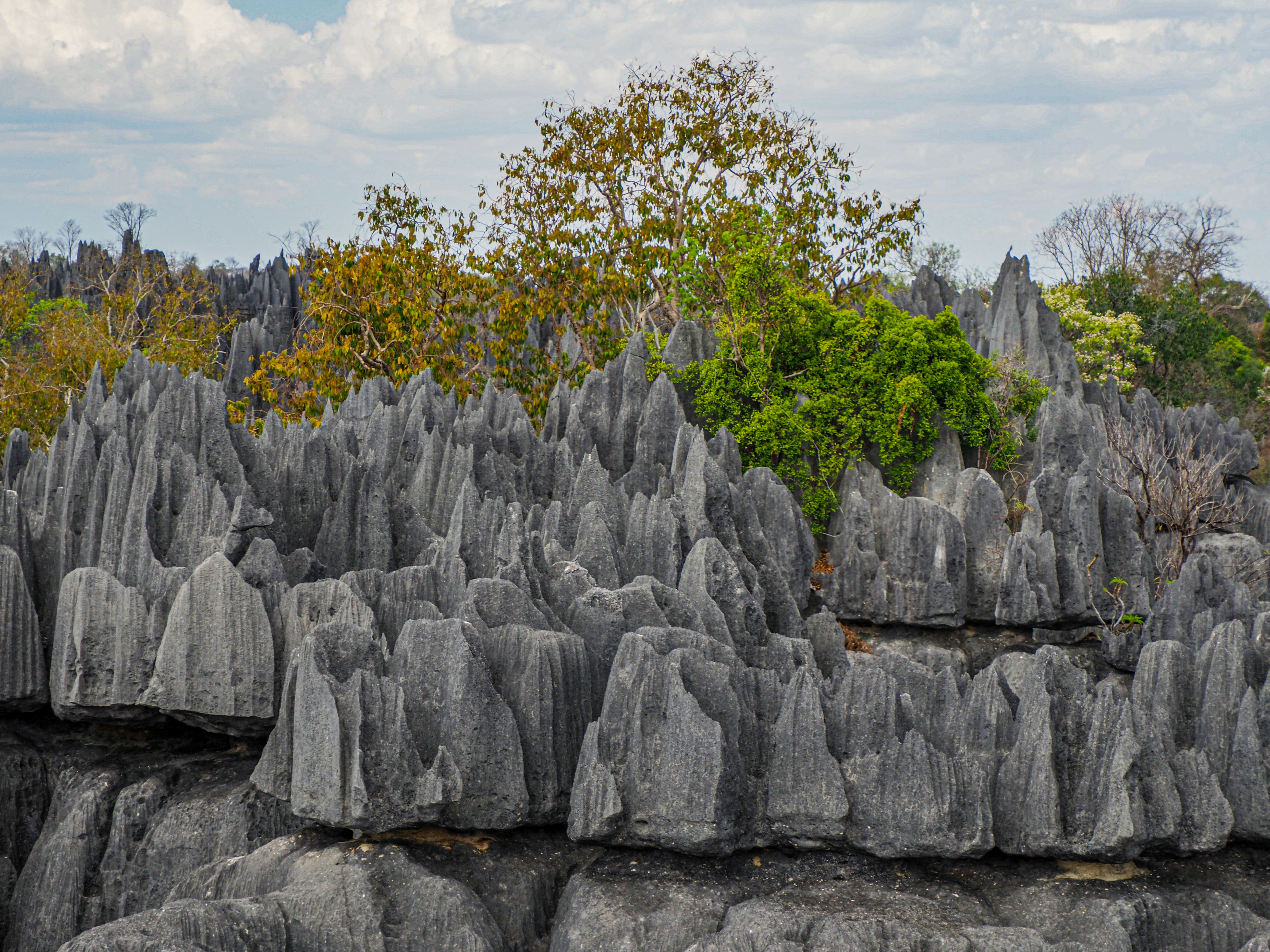 a large group of rocks with trees in the background