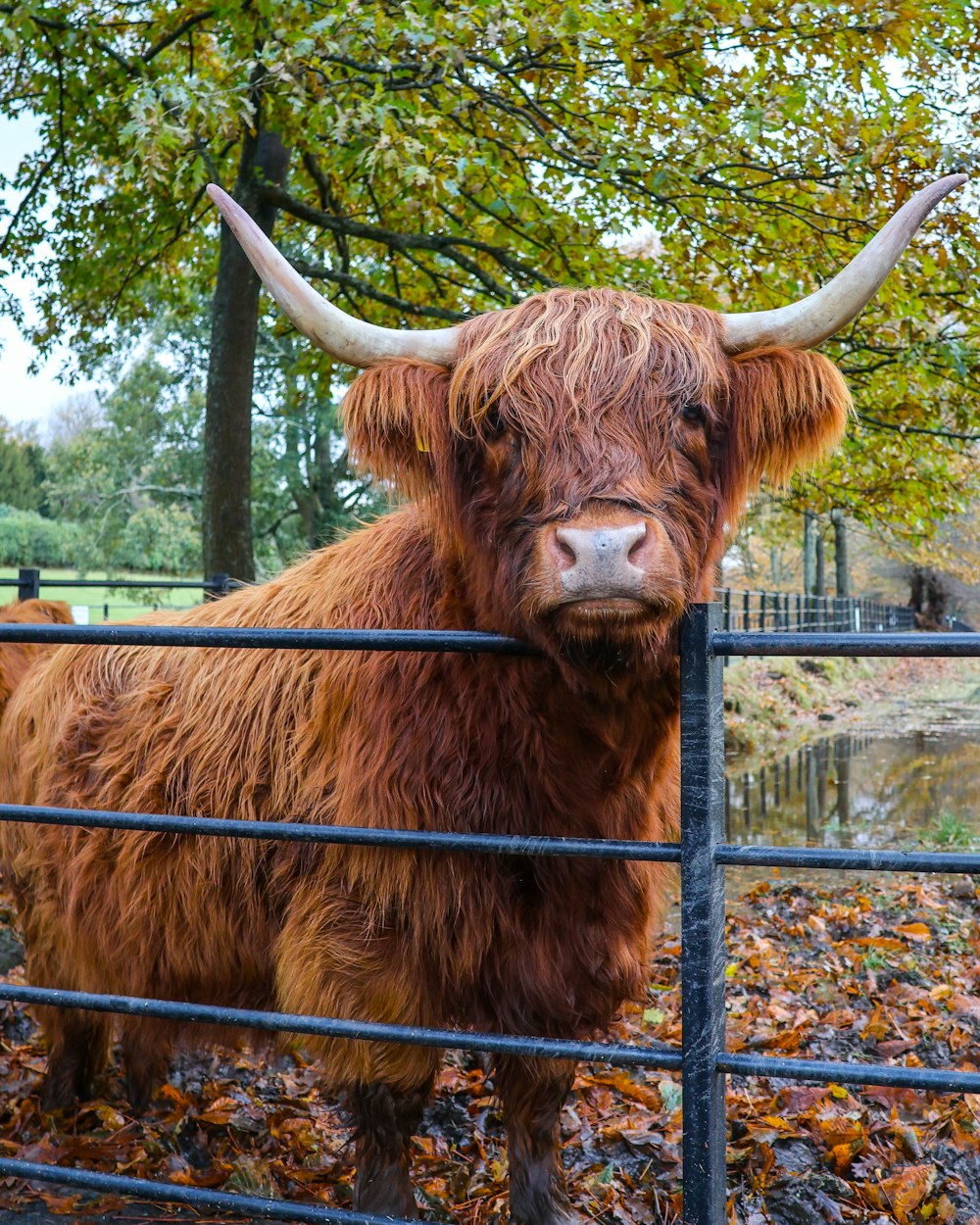 um touro com longos chifres atrás de uma cerca