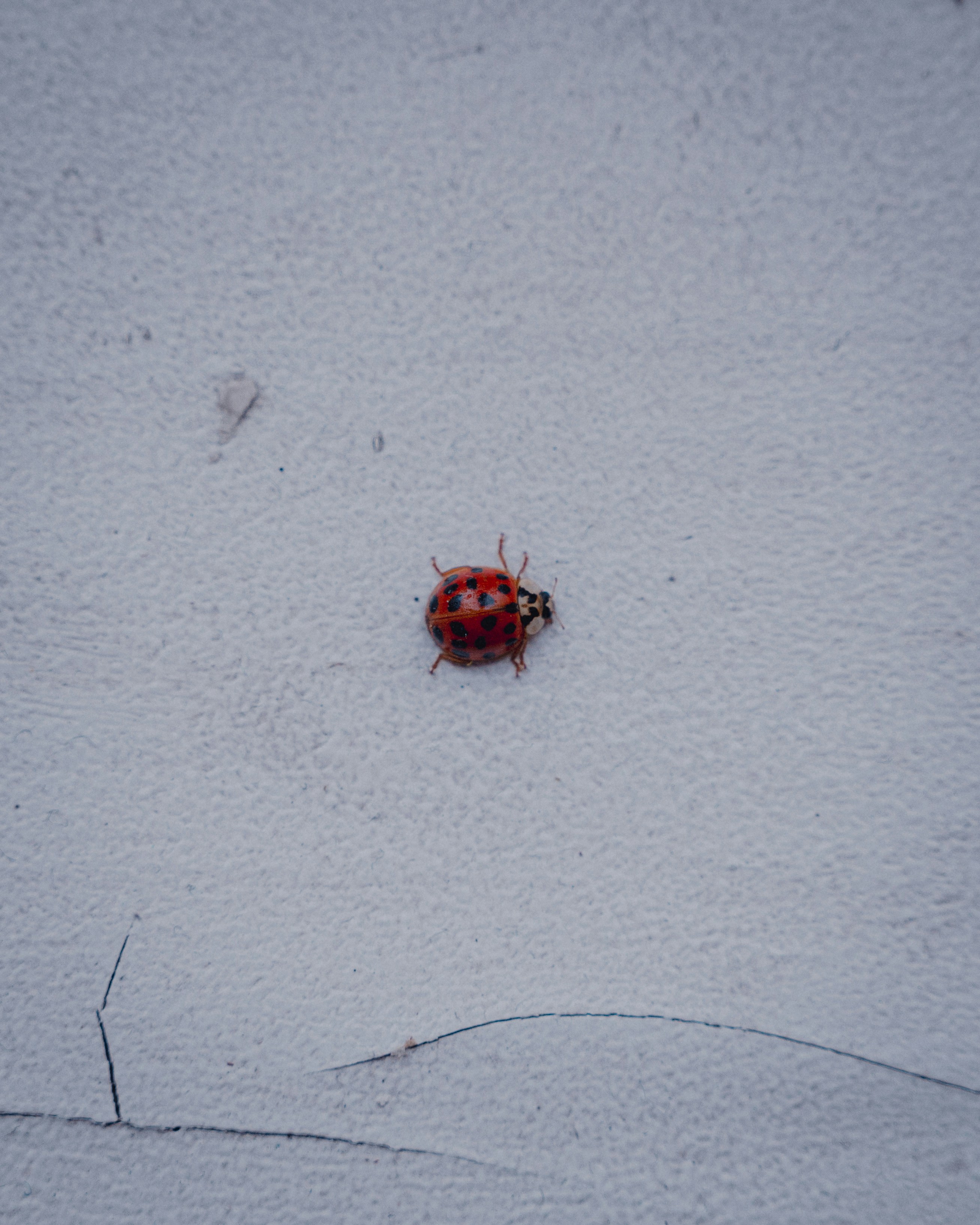 Photo by luca_severin