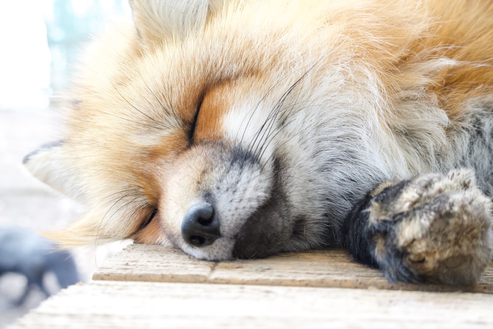 a close up of a dog sleeping on a wooden surface