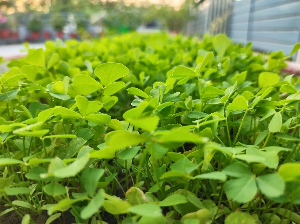 a bunch of plants that are in the dirt