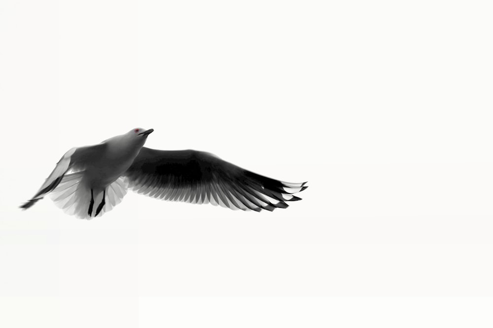 a black and white photo of a bird flying