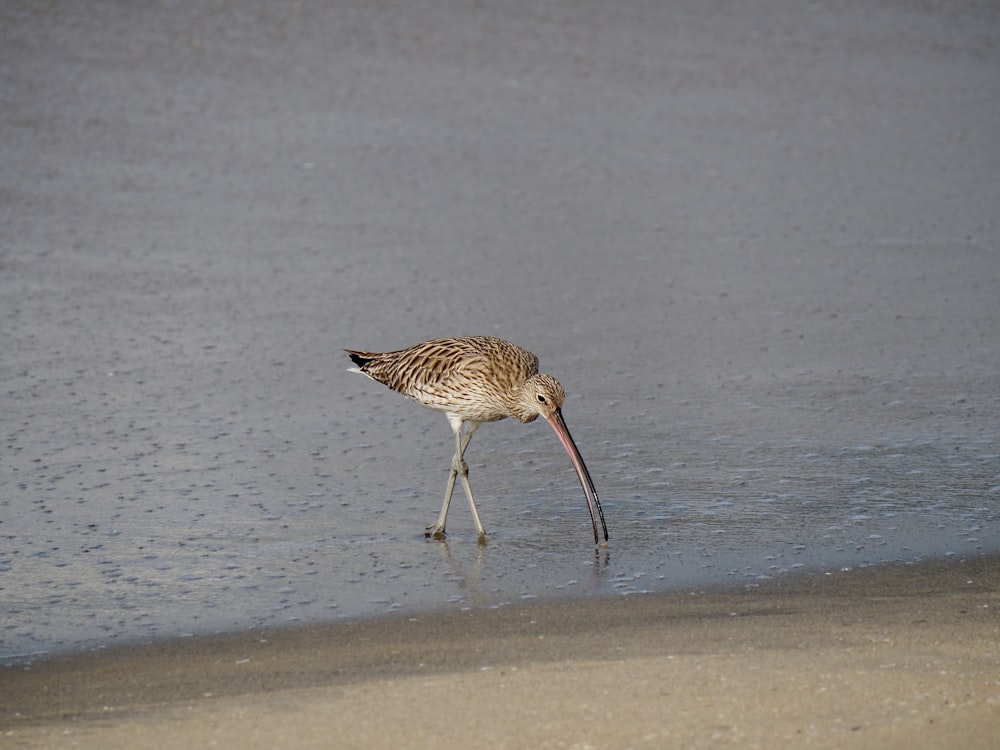 a bird with a long beak standing on the beach