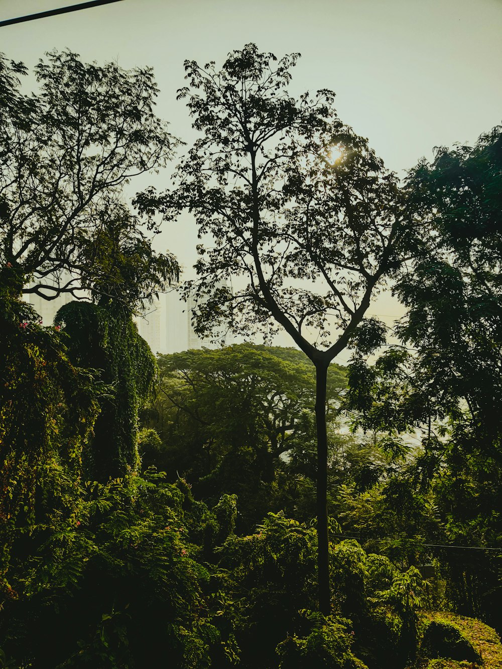 a view of a forest from a high viewpoint