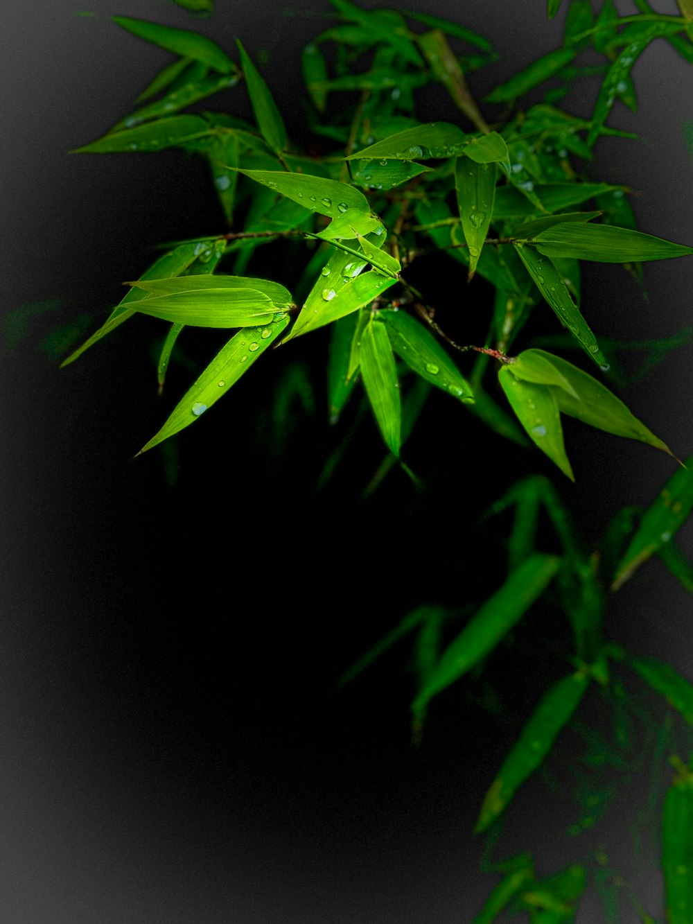 a green plant with water drops on it