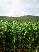 a field of corn with a mountain in the background