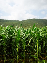 a field of corn with a mountain in the background