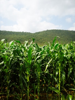 a field of corn with a mountain in the background