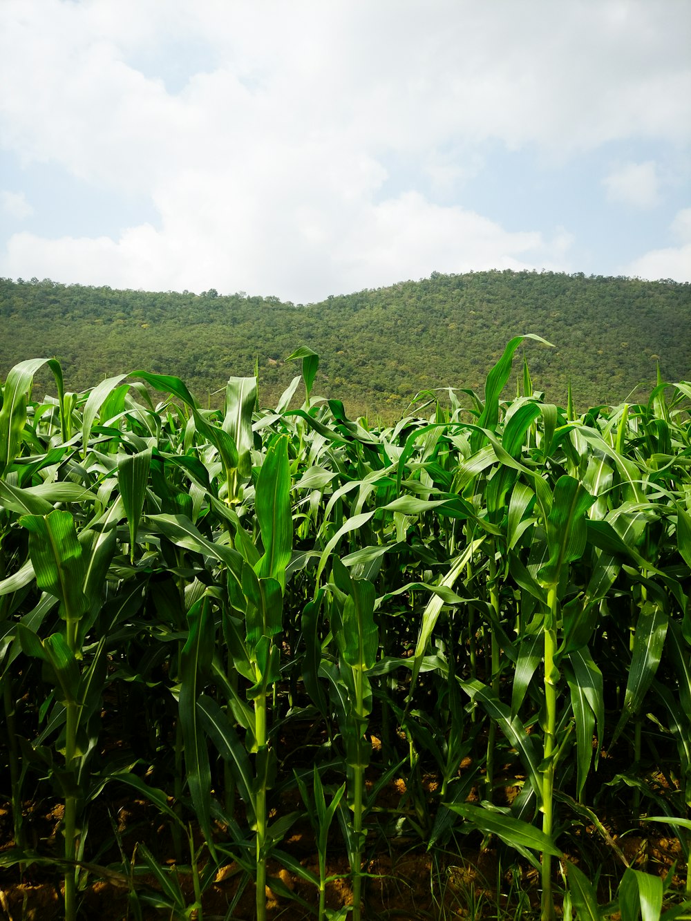 a field of corn with a mountain in the background