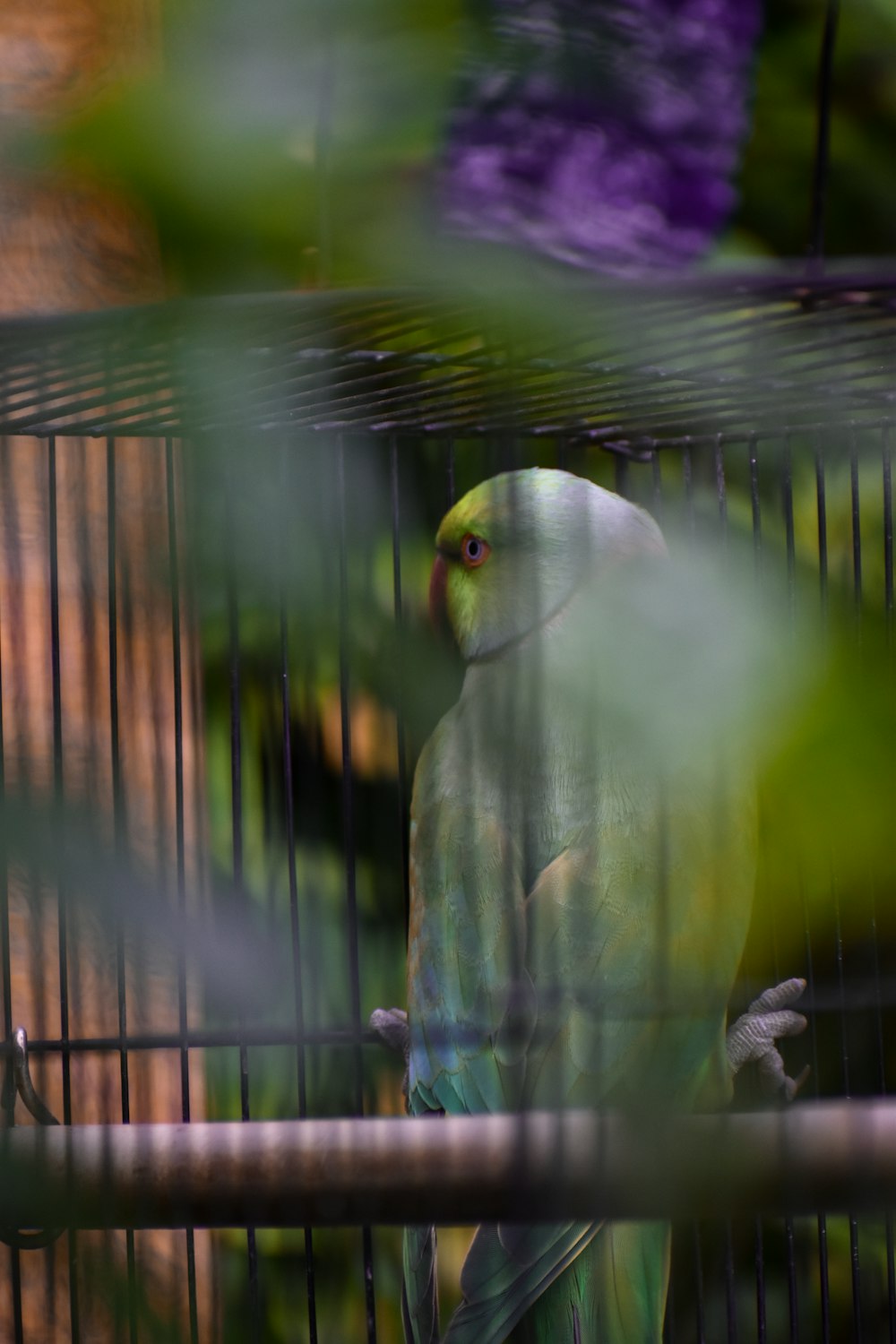 a green and yellow bird sitting in a cage