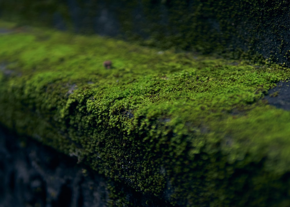 a close up of a moss covered bench