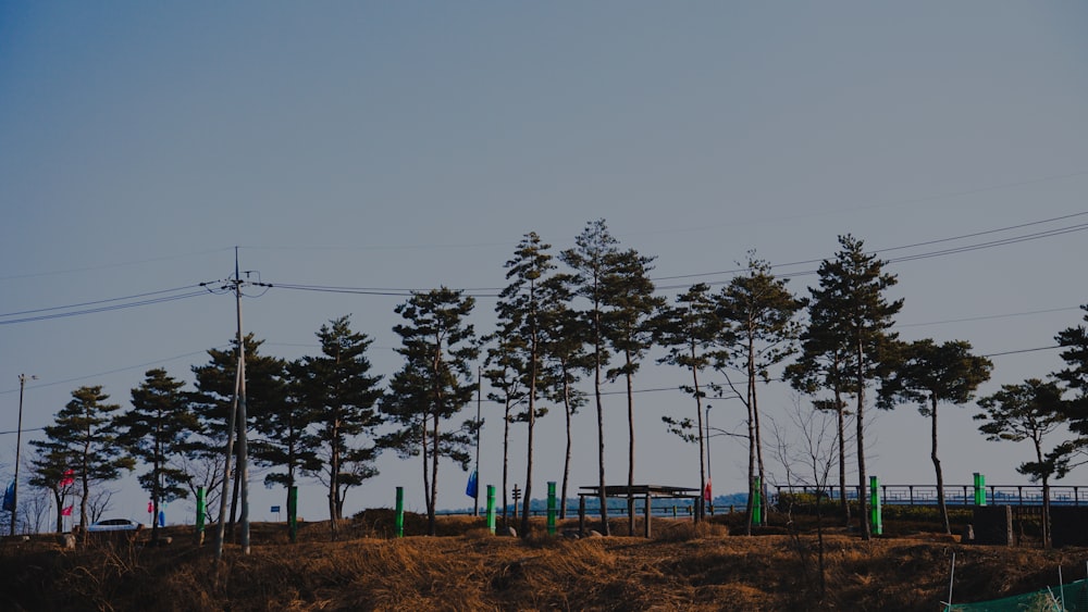 a group of trees sitting on top of a hill