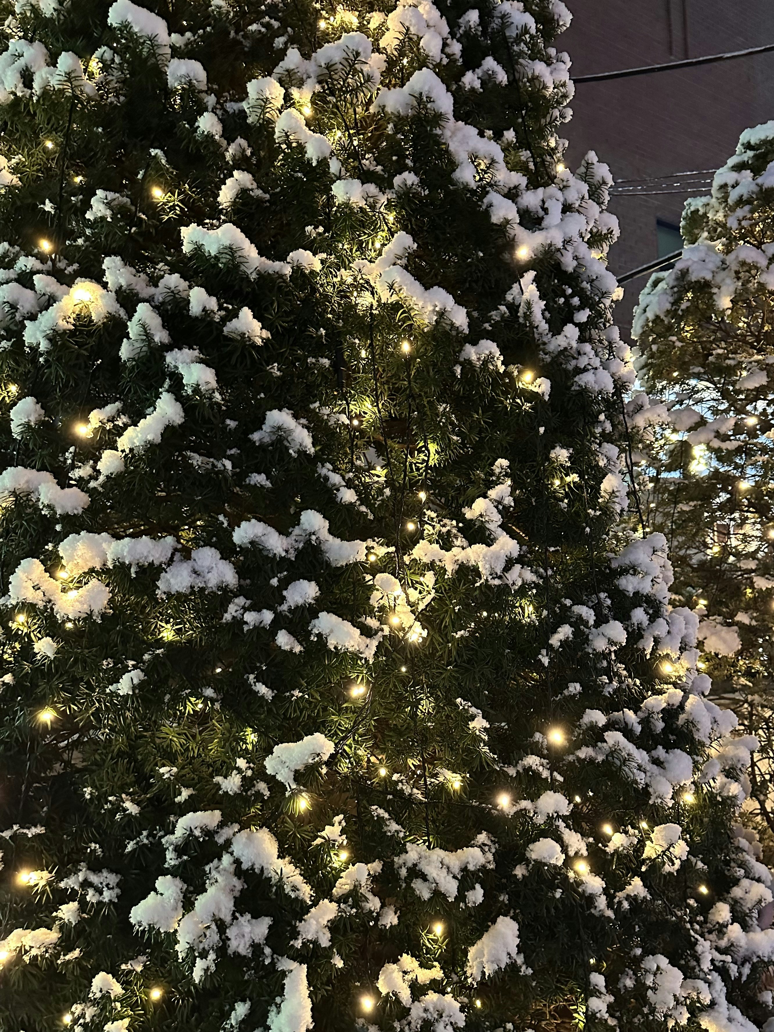 Warm white LED string lights draped on evergreen branches creating festive ambiance