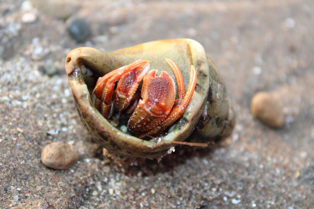 a close up of a flower on the ground