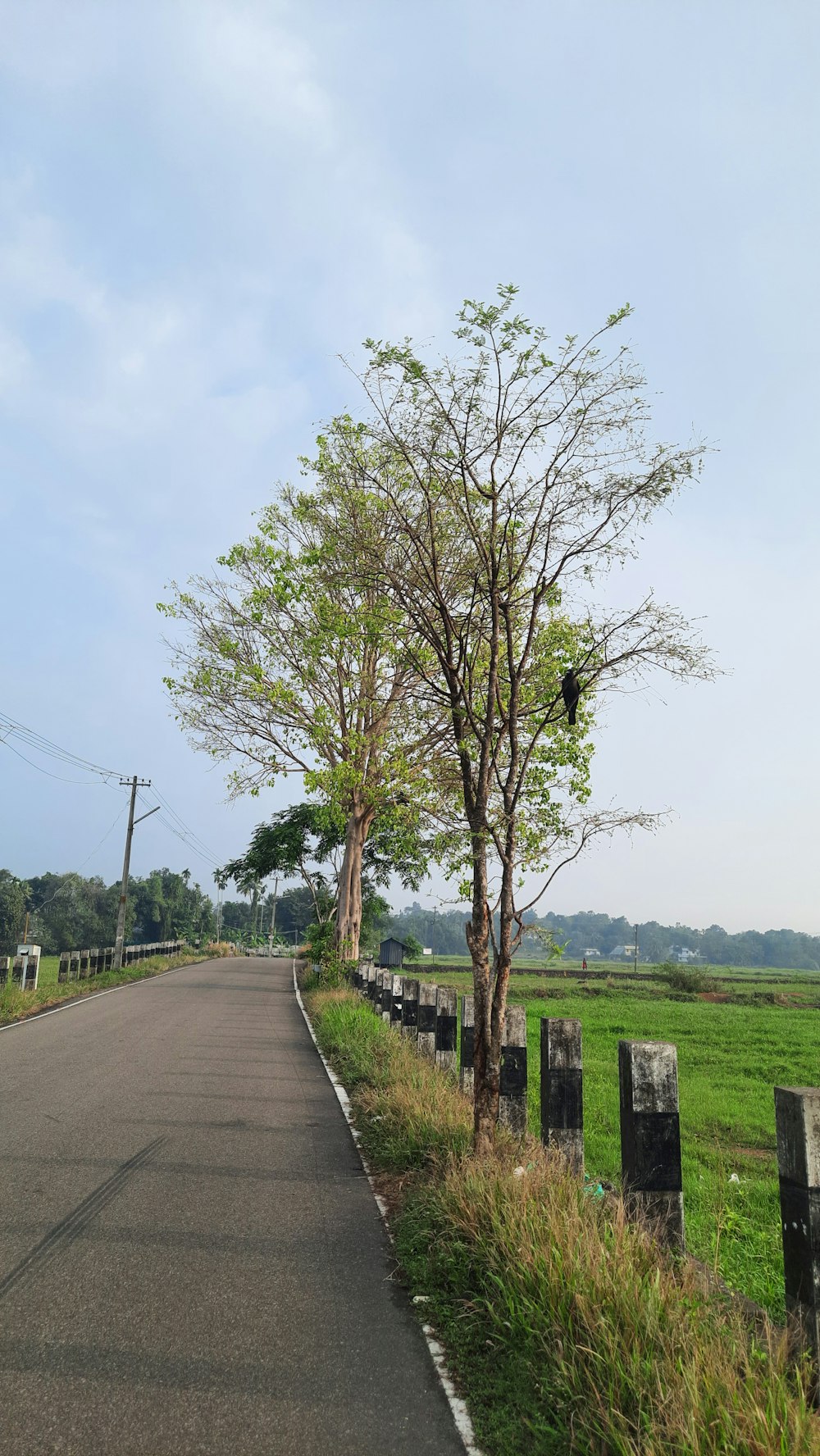 a tree on the side of a road