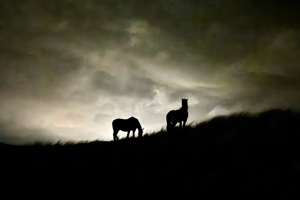 a couple of horses standing on top of a grass covered hill