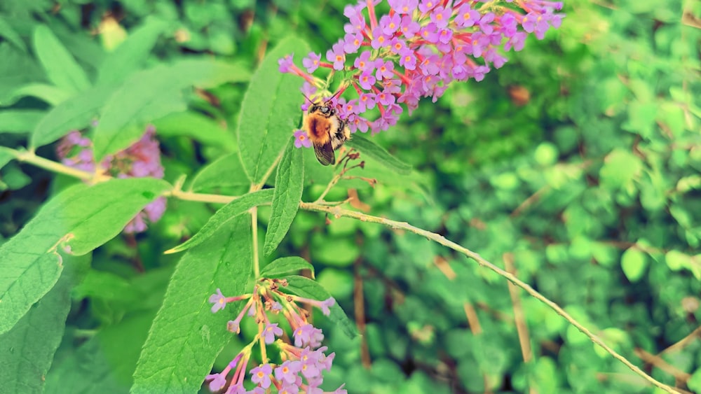 a close up of a flower on a tree