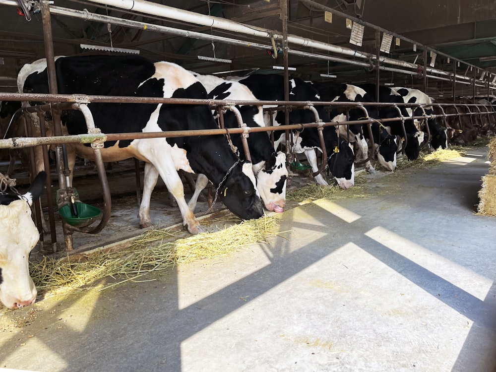 a group of cows eating hay in a barn