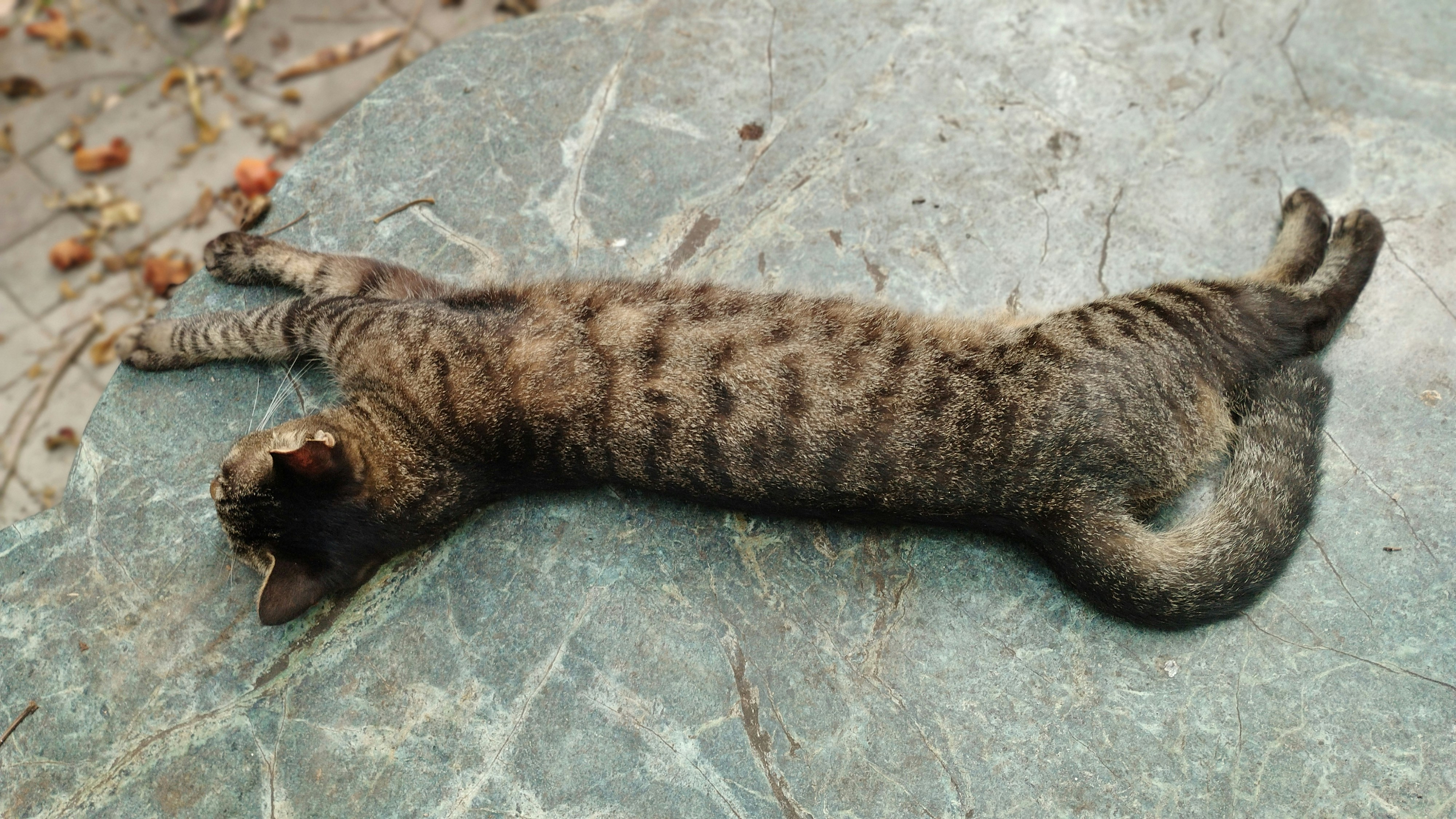 Living with a Flopper (image credits: unsplash)