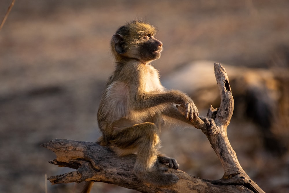 a monkey is sitting on a tree branch