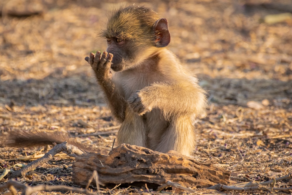 a small monkey sitting on top of a dry grass field