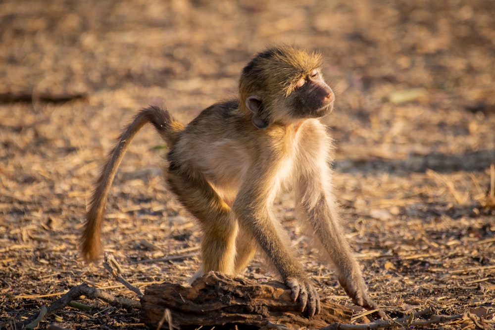 a small monkey standing on top of a dry grass field
