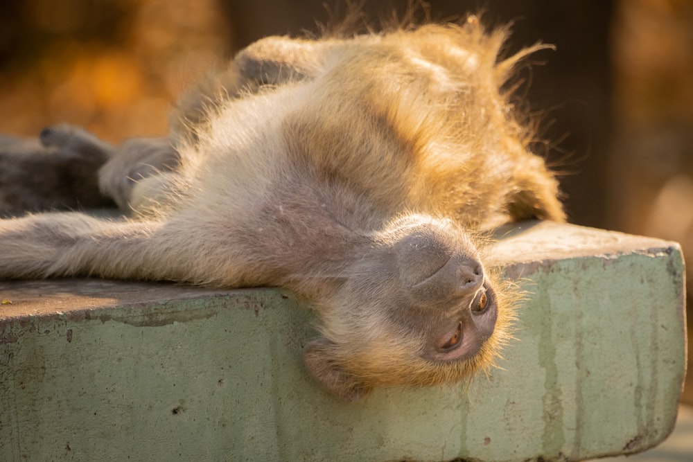 a monkey laying on top of a cement block