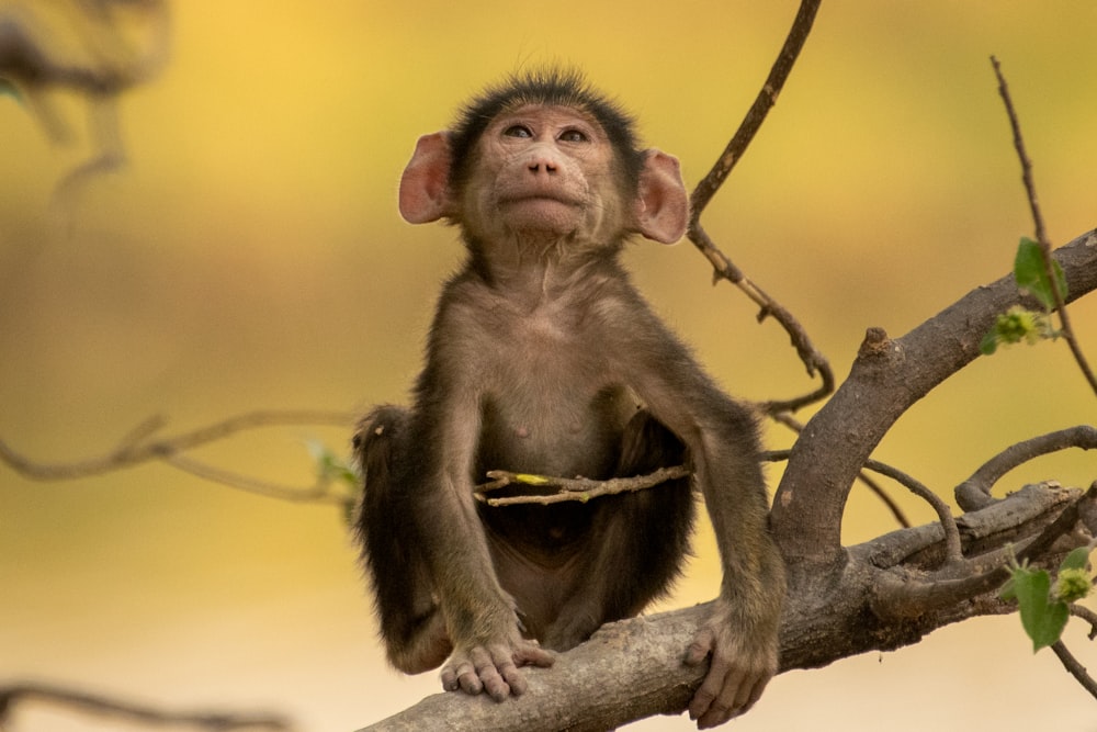 a small monkey sitting on top of a tree branch