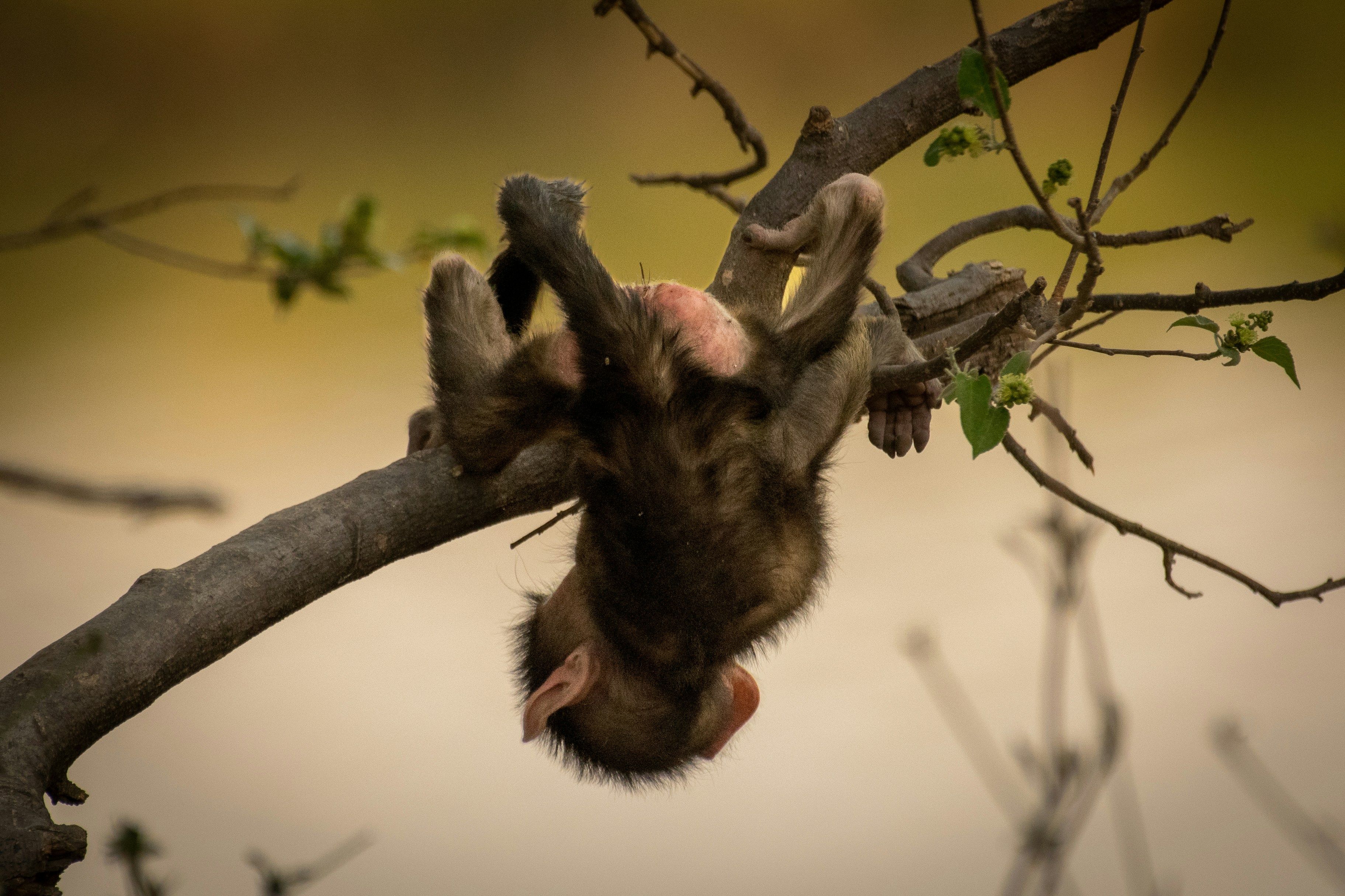 A small animal hanging upside down on a tree branch photo Free Chobe