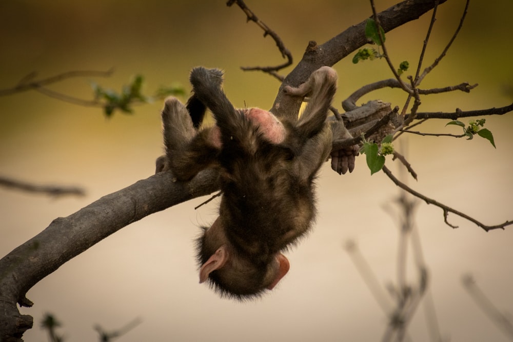 a small animal hanging upside down on a tree branch