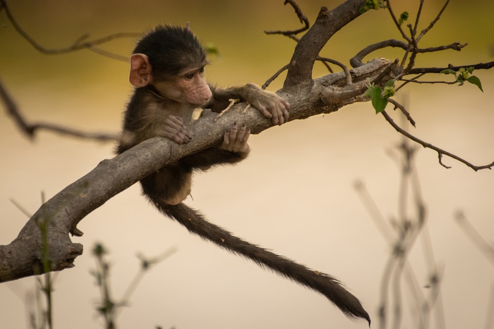 a small monkey sitting on top of a tree branch