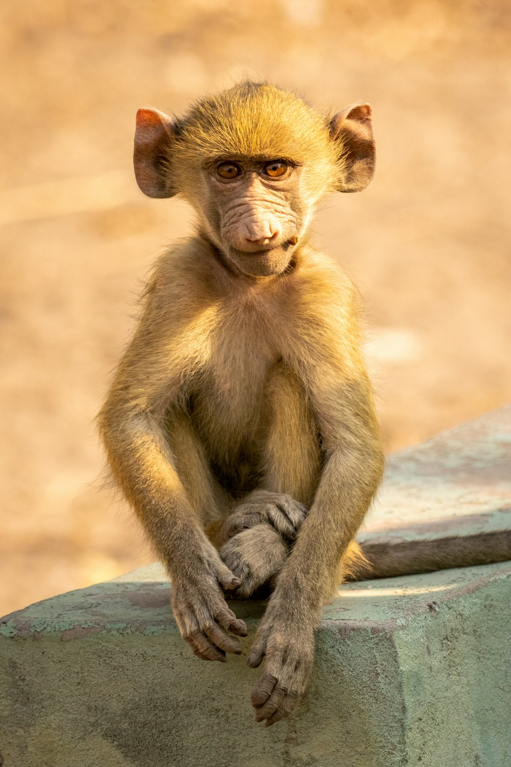 a small monkey sitting on top of a stone wall