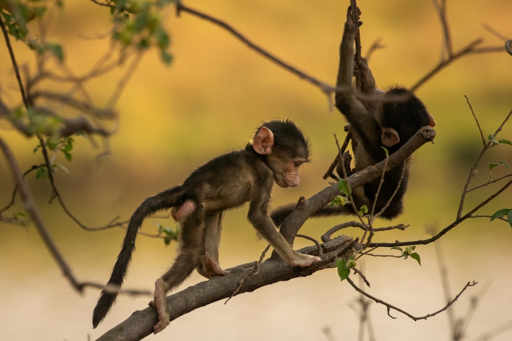 a couple of monkeys sitting on top of a tree branch