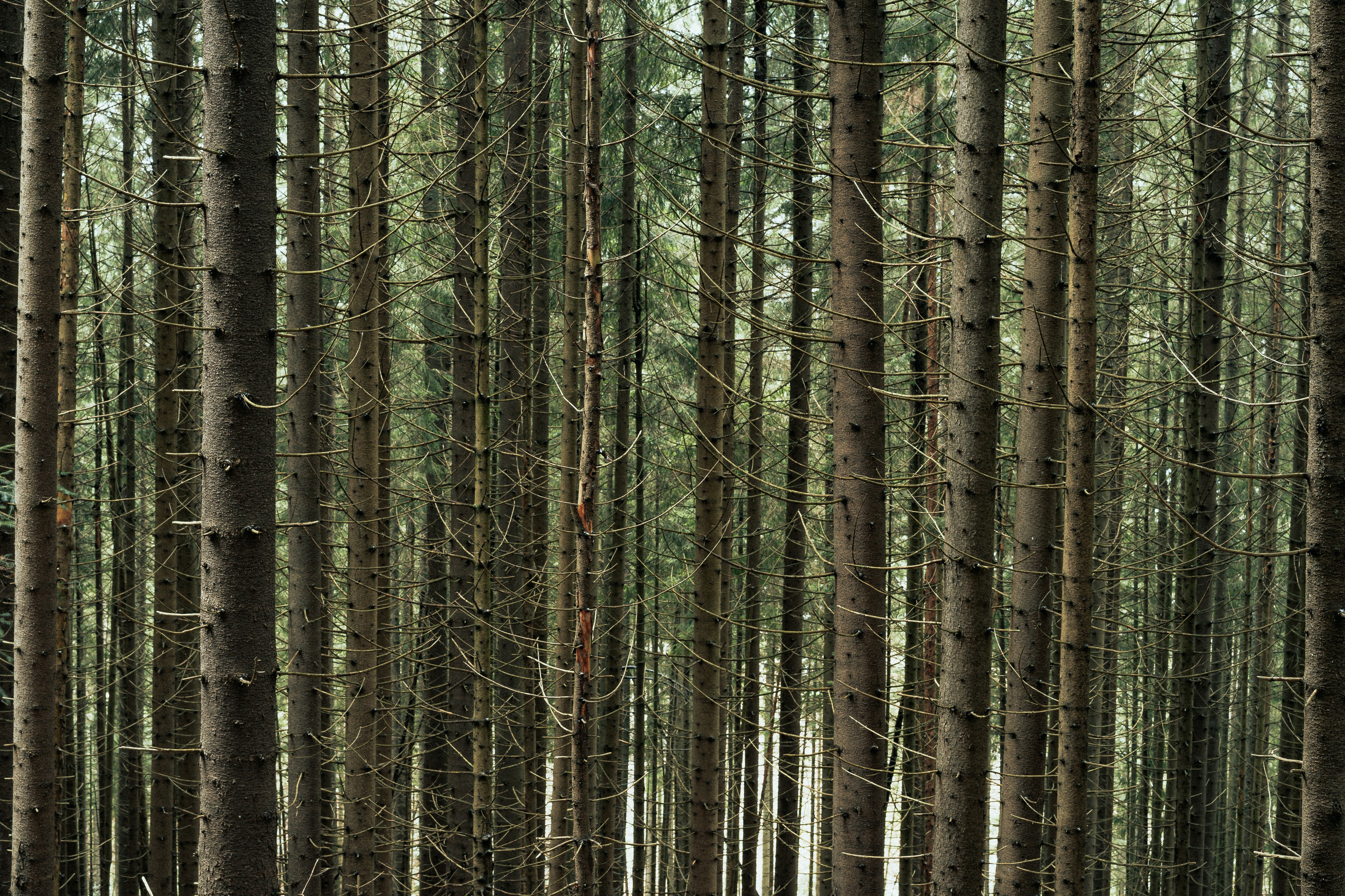 Photo by maksym_tymchyk