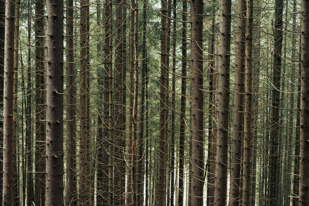 a forest filled with lots of tall trees