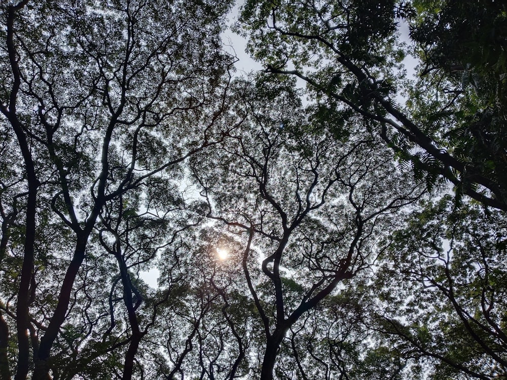 the sun shines through the trees in the forest