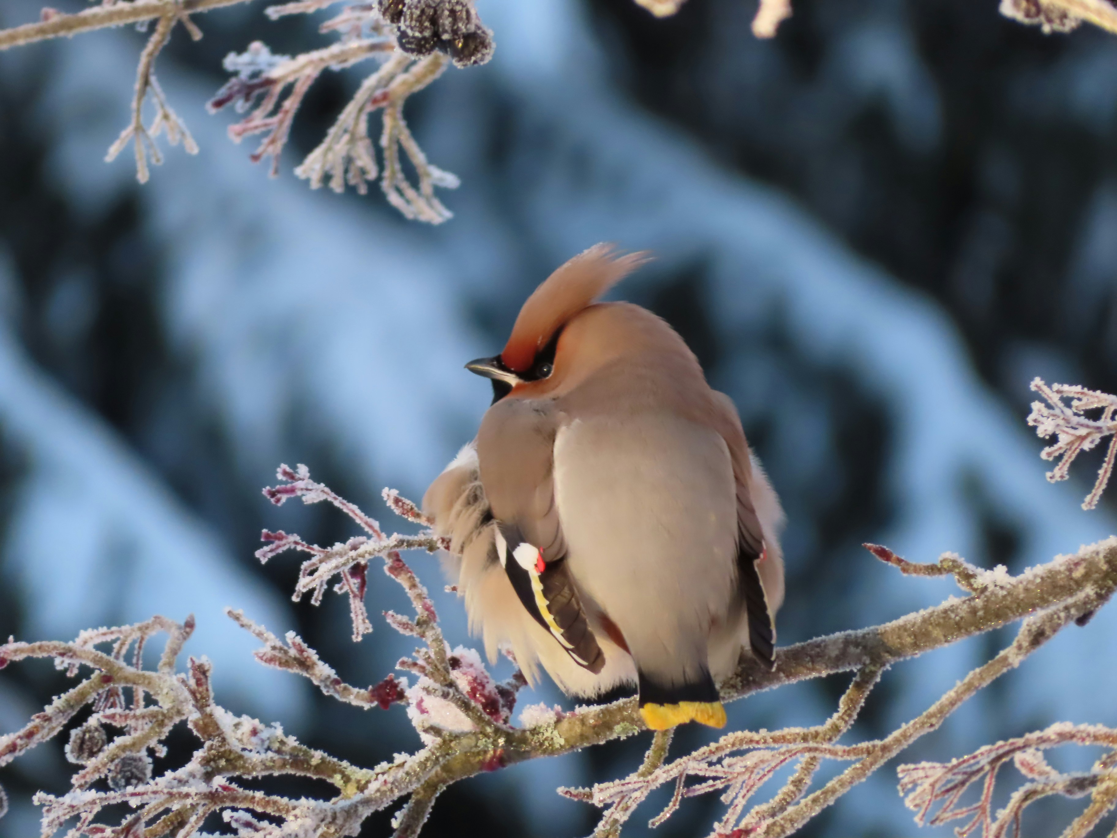 a small bird perched on a branch of a tree