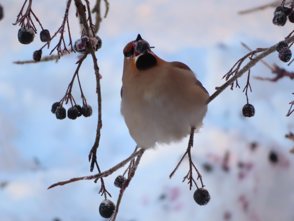 ein Vogel sitzt auf einem Ast mit Beeren