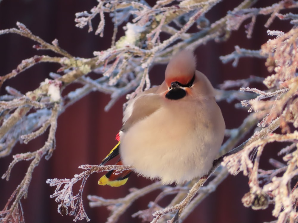 a bird sitting on a branch of a tree