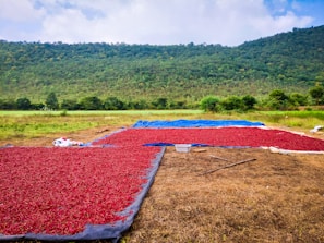 a large amount of red and blue tarps in a field
