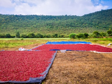 a large amount of red and blue tarps in a field