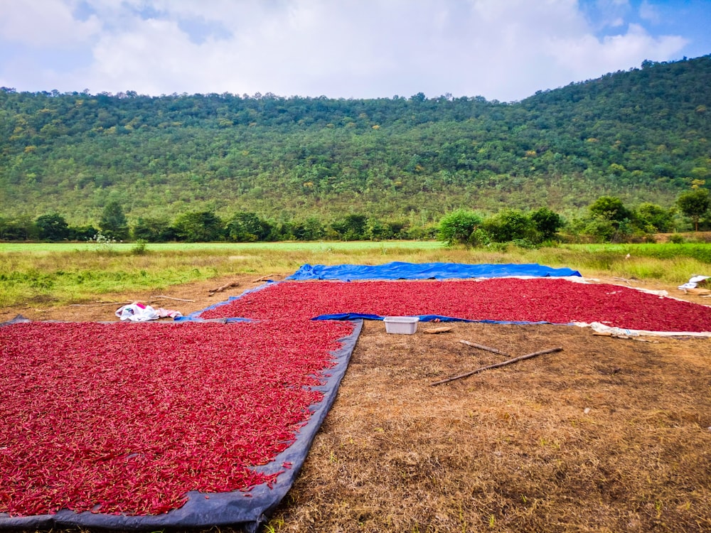 a large amount of red and blue tarps in a field
