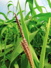 a close up of a stalk of corn in a field