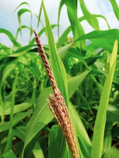 a close up of a stalk of corn in a field