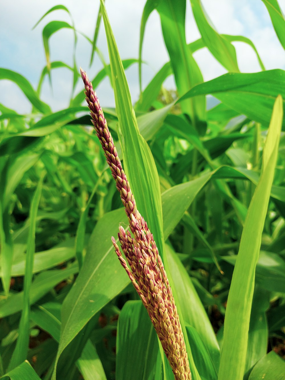a close up of a stalk of corn in a field