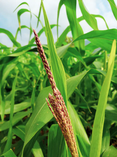 Sorghum