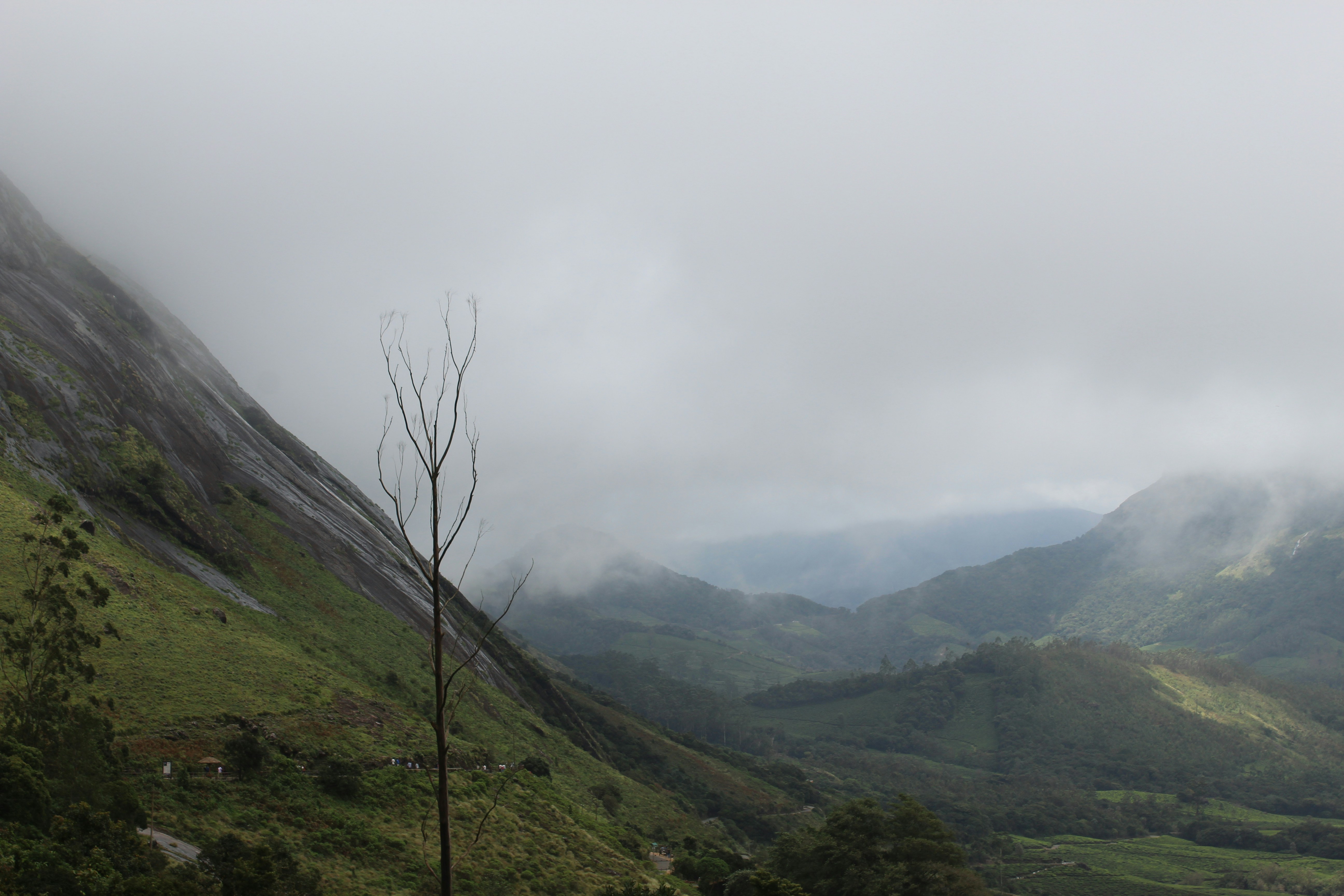 a tree in the middle of a valley